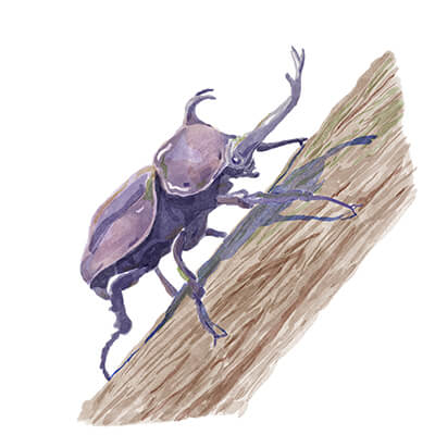 カブトムシ