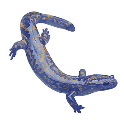サンショウウオ